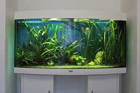 Gemeinschaftspraxis Dr. Sabine und Kai Engelbrecht :: Aquarium